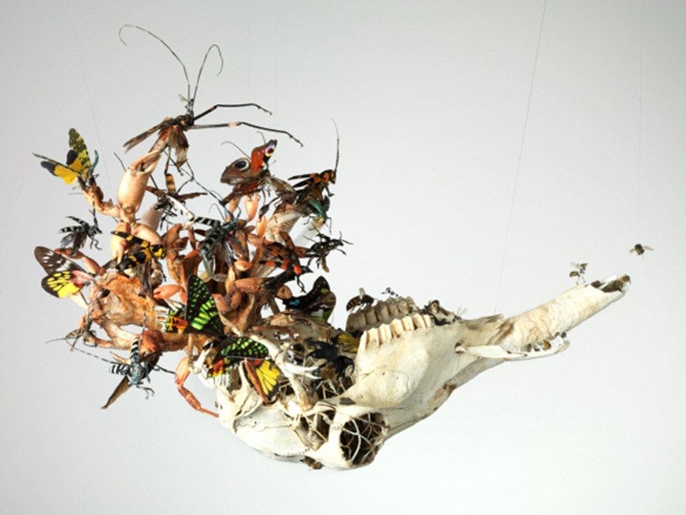 Taxidermied hedgehog, wasp nest, rat and hedgehog bones, dried toads, eggshell, crab shell, insects, plant roots