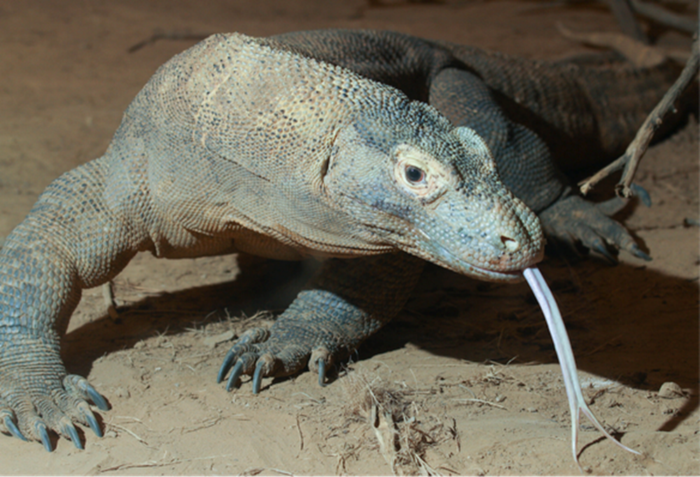 A Komodo Dragon pokes its tongue out