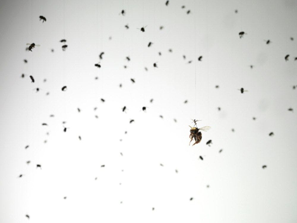 A tiny figure rides a bee suspended around many other beetles and insects.